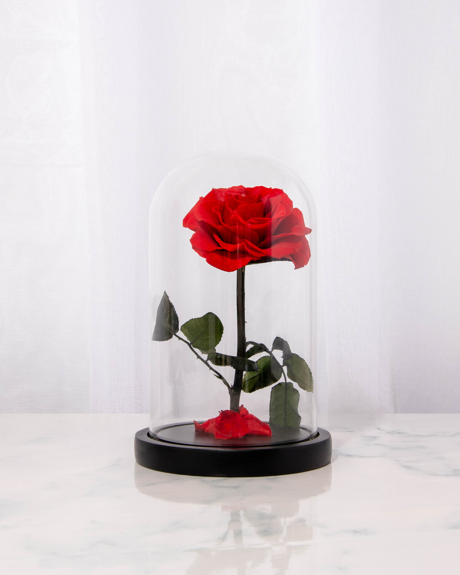 REAL Preserved Rose Dome