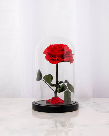 REAL Preserved RED Rose Dome