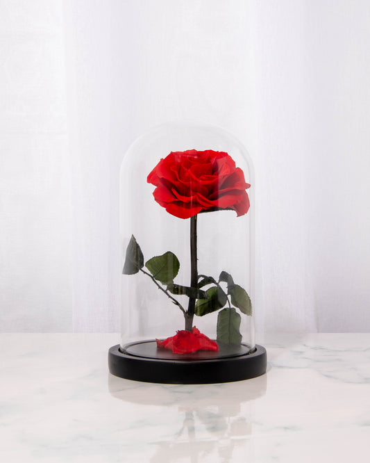 REAL Preserved RED Rose Dome