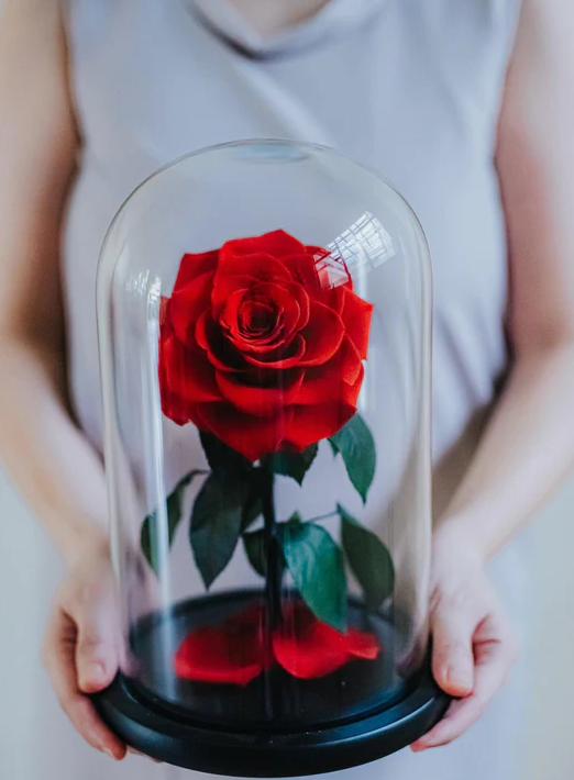 REAL Preserved RED Rose Dome